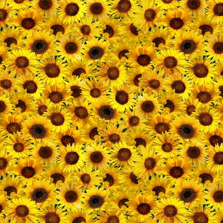 Sunflower Packed Sunflowers by the yard