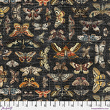 Halloween Moth Study CC - Halloween || Palette Seasonal Canvas Cloth from Time Holtz